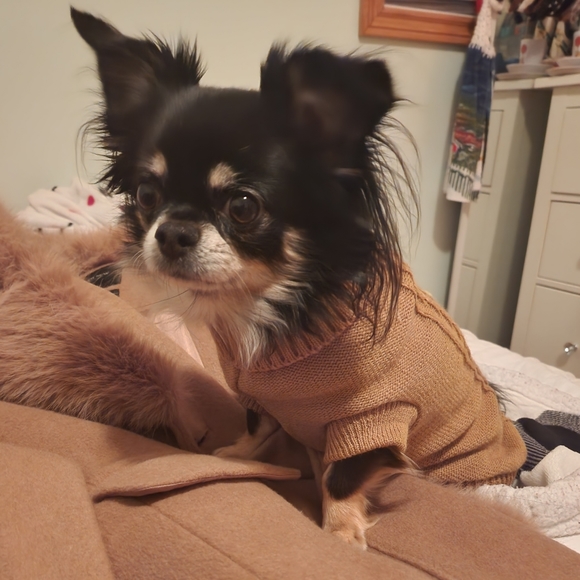 Dog sweater xs - Picture 6 of 6